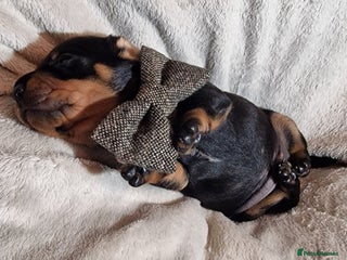 Miniature Dachshund dogs Champion bloodlines excellent quality KC miniature - Advert 2