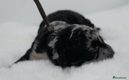 Cavapoo dogs for sale: Extensively health tested F1b curly Cavapoos  - Image 27