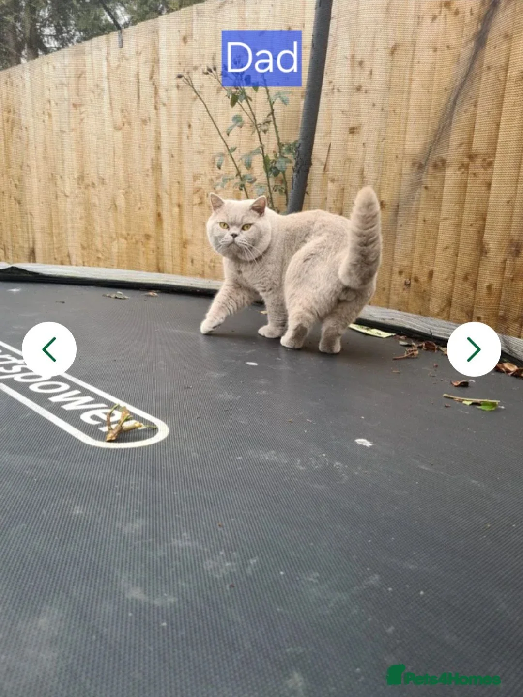 British Shorthair cats for sale: 💙GORGEOUS GCCF REGISTERED BOY💙 - Advert 2