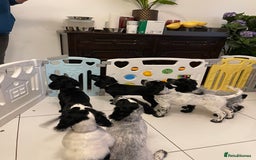 Cocker Spaniel dogs for sale: working cocker spaniel puppies for sale - Image 18