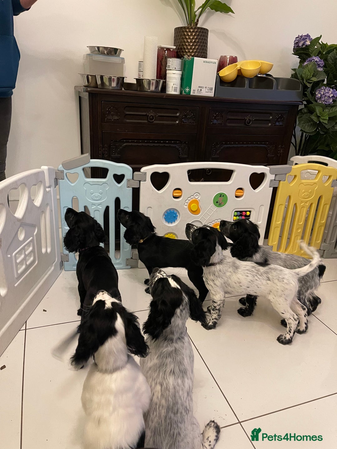 Cocker Spaniel dogs for sale: working cocker spaniel puppies for sale - Image 18