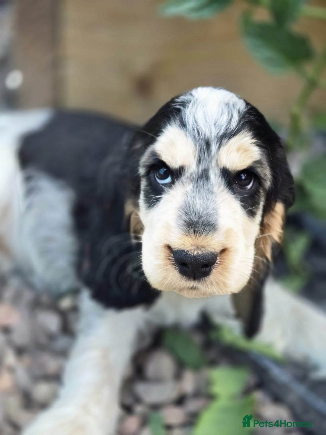 Cocker Spaniel dogs for sale: Last girl Ready fully vaccinated  - Image 7