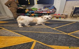 Shih Tzu dogs for sale: Shihtzu boy for sale -10 months old  - Image 4