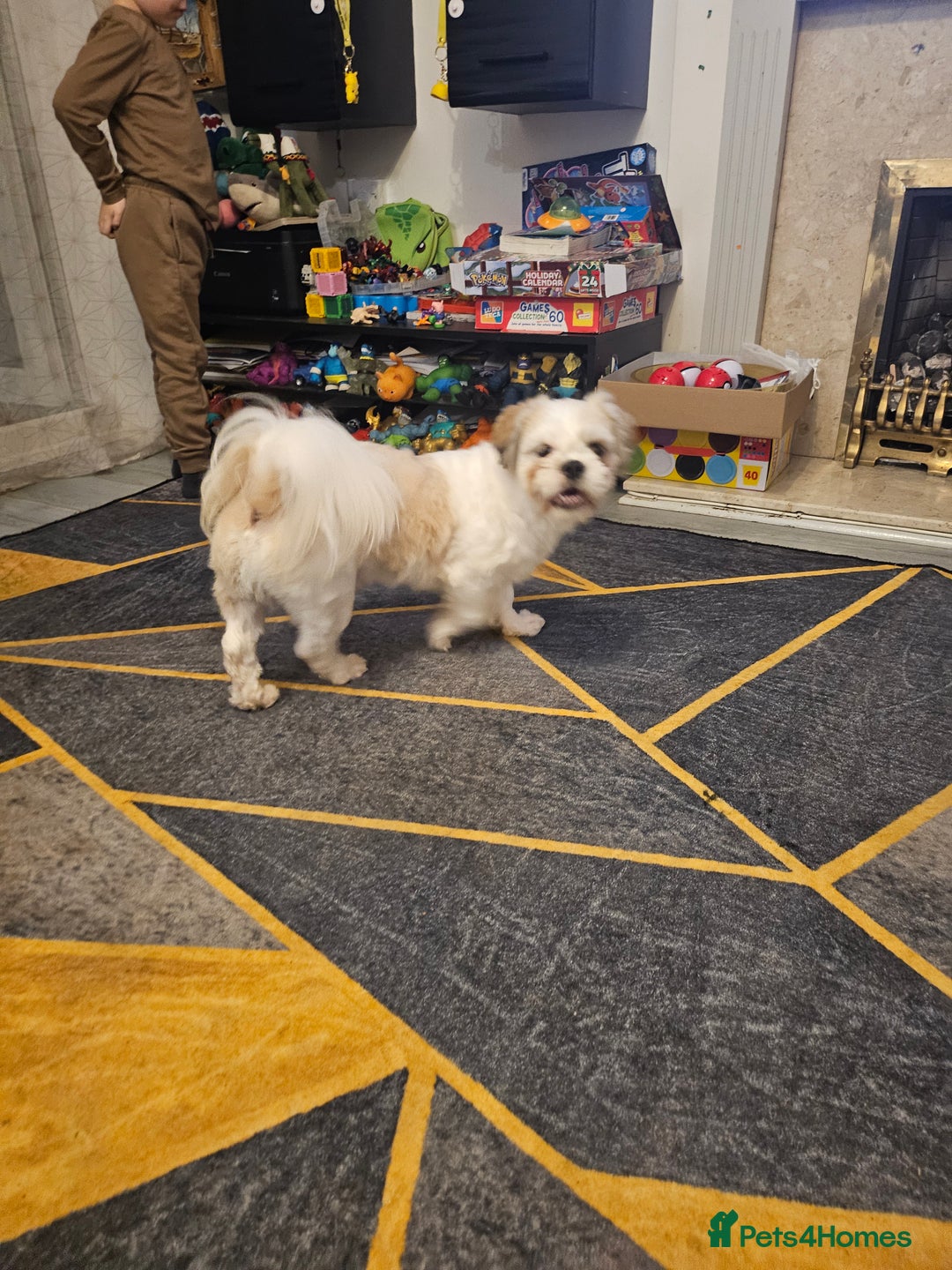 Shih Tzu dogs for sale: Shihtzu boy for sale -10 months old  - Image 4