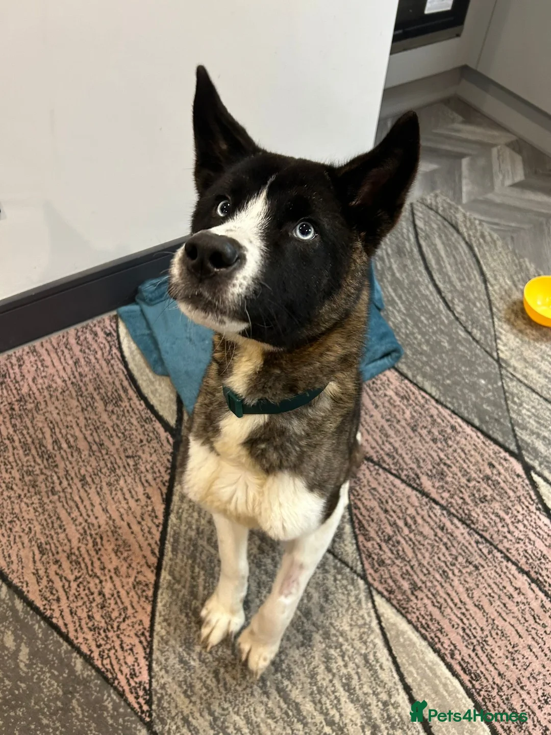 American Curl cats for sale: american akita in Maidstone - Advert 1