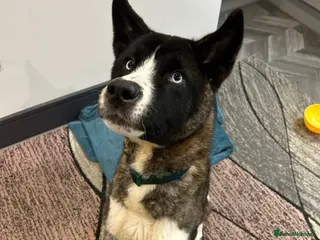 American Curl cats american akita in Maidstone - Advert 1