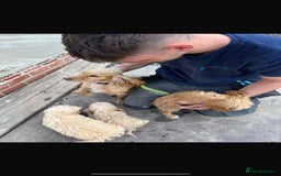 Cockapoo dogs for sale: Cockpoo puppies - Image 5