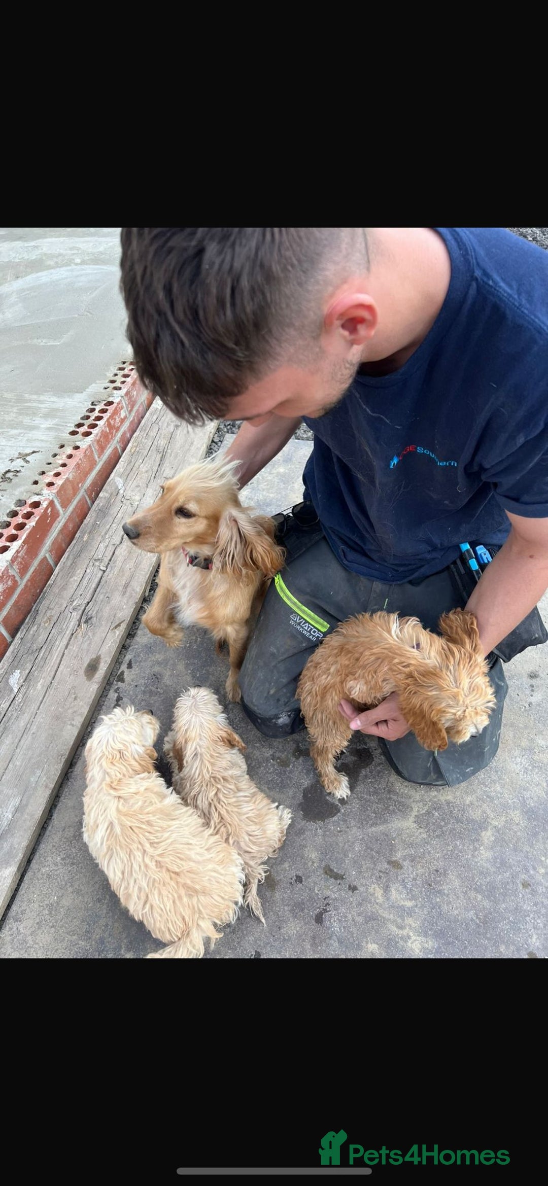 Cockapoo dogs for sale: Cockpoo puppies - Image 5