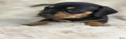 Miniature Dachshund dogs for sale: Stunning mini long haired dachshund puppies - Advert 12
