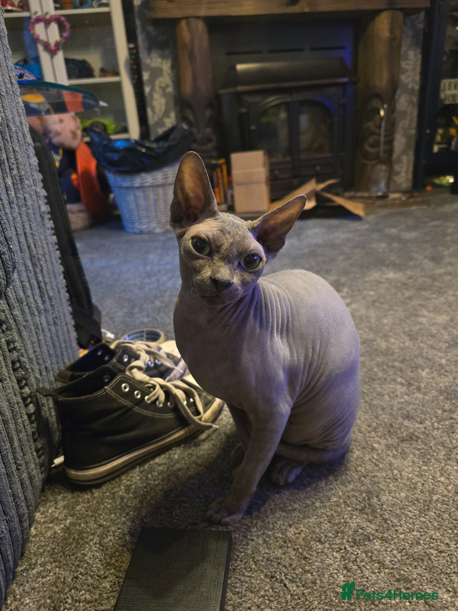 Sphynx cats 2 yr old blue point sphynx - Advert 2