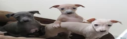 Italian Greyhound dogs for sale: One Fawn male Italian Greyhound - Advert 8
