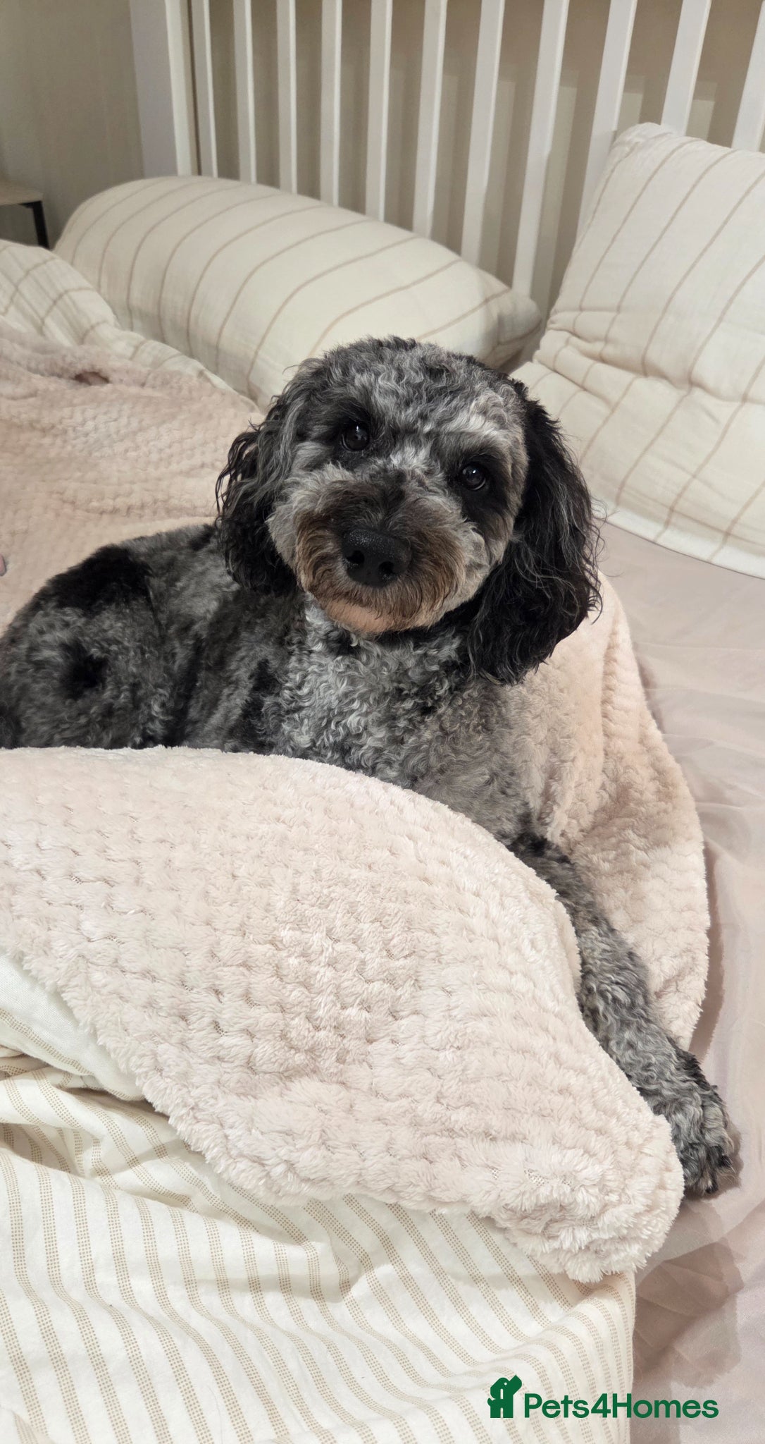 Cockapoo dogs Handsome Merle for Stud - Advert 2