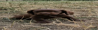 Sprocker 5