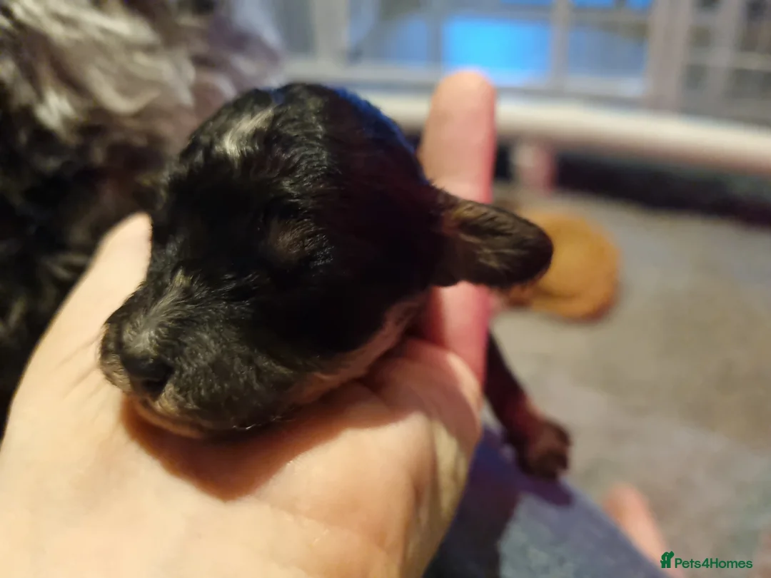 Cockapoo dogs for sale: Cockapoo puppies looking for their forever homes - Advert 19