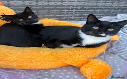 Mixed Breed cats for sale: Mix breed kittens  - Image 7