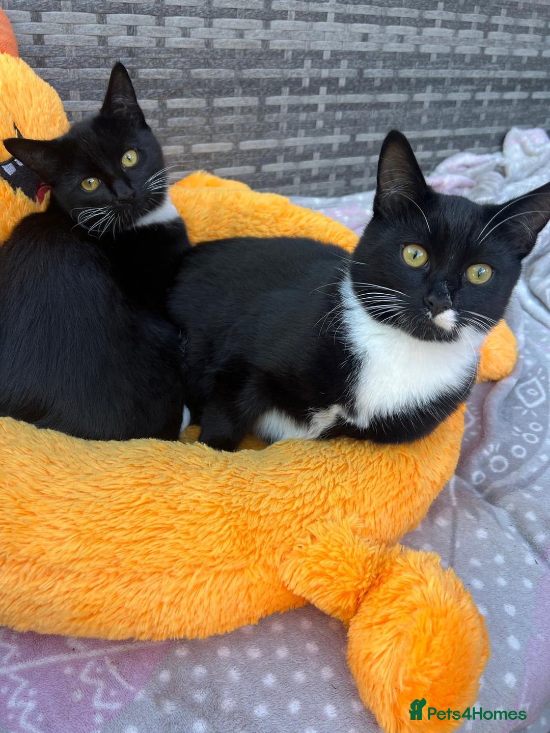 Mixed Breed cats for sale: Mix breed kittens  - Image 7