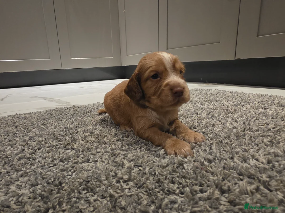 Cocker Spaniel dogs for sale: Beautiful Working cocker spaniel puppies - Advert 15