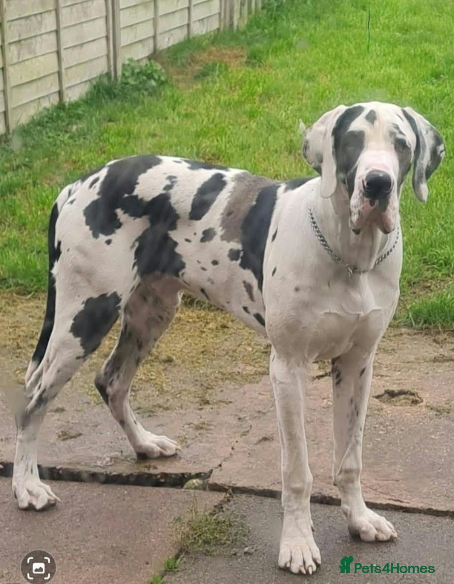 Great Dane dogs 24 month old male greatdane - Advert 5