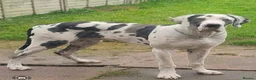 Great Dane dogs for sale: 24 month old male greatdane - Advert 1