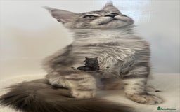 Maine Coon cats for sale: Maine Coon boy male blue silver tabby TICA ready  - Advert 3