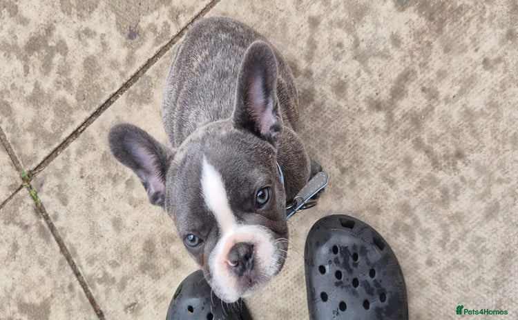 French Bulldog dogs - Advert 4