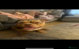 American Bully dogs for sale: Pocket bully  - Image 6
