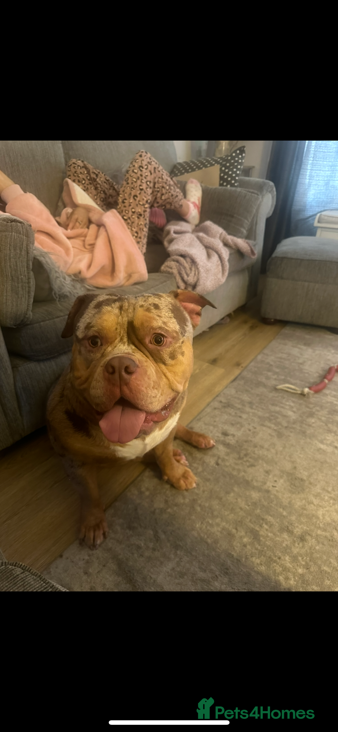 American Bully dogs for sale: Pocket bully  - Image 6