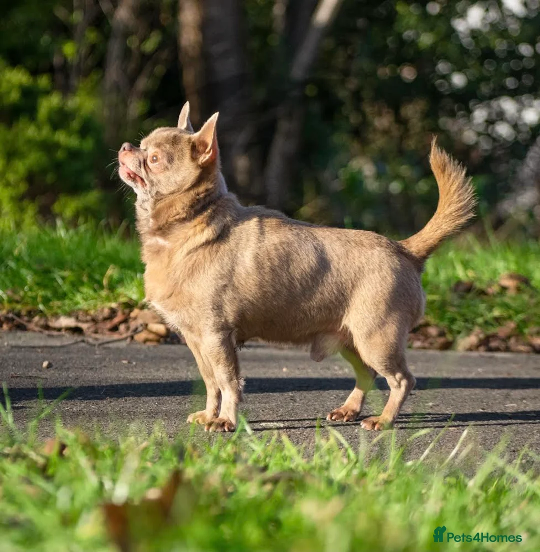 Chihuahua dogs for stud: Lilac KC Shorthaired Stud in Leeds - Advert 2