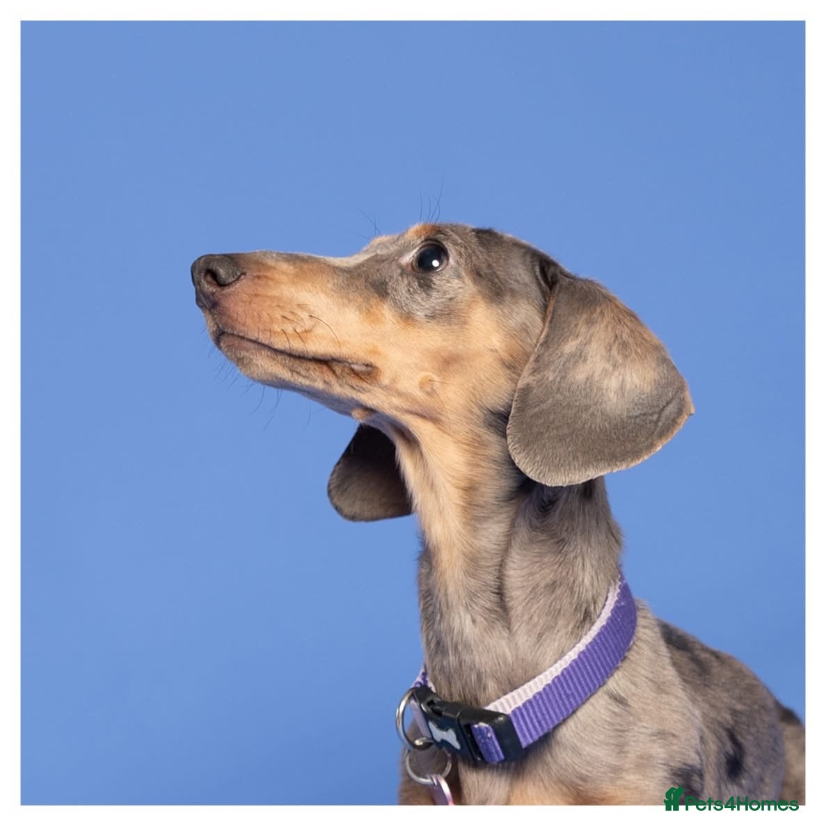 Miniature Dachshund dogs dapple miniature dachshund for rehoming  - Advert 1