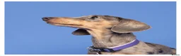 Miniature Dachshund dogs for sale: dapple miniature dachshund for rehoming  - Advert 1