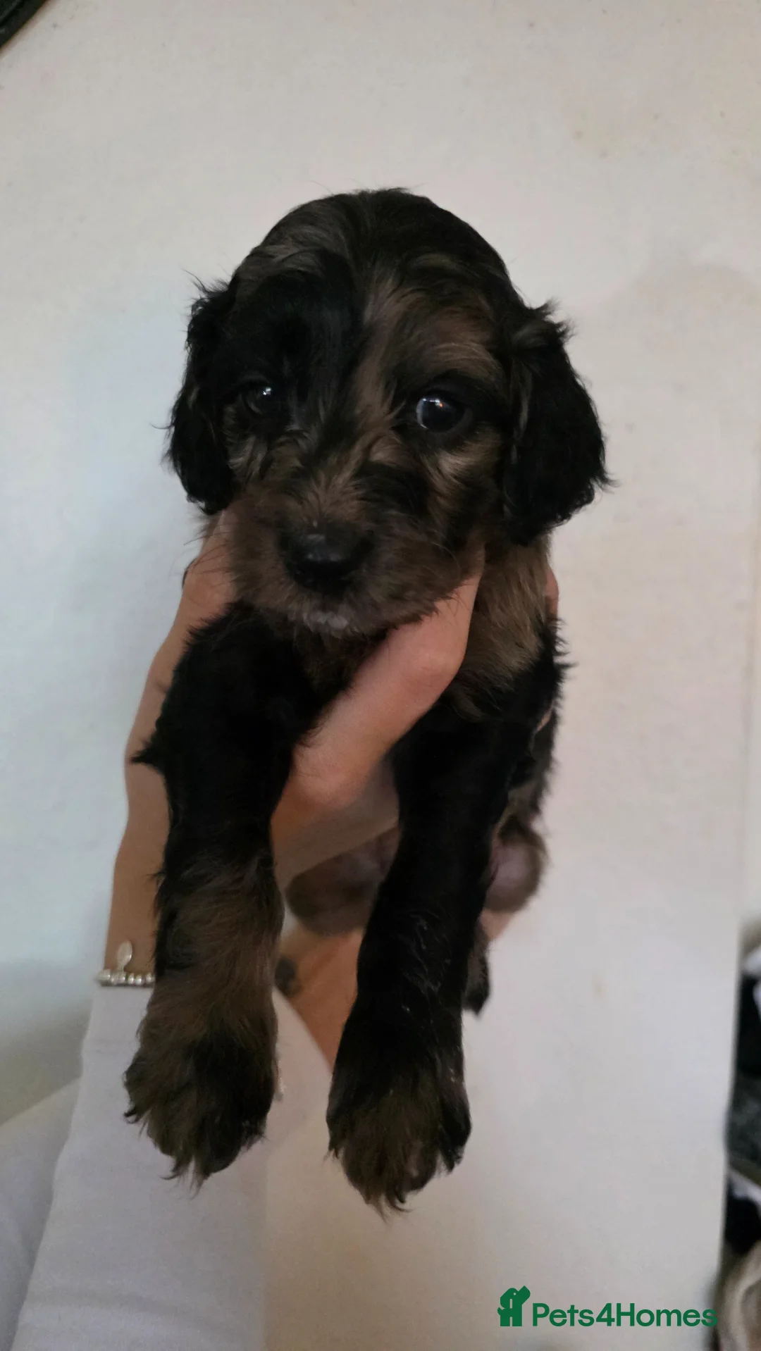 Cockapoo dogs for sale: 6 beautiful cockerpoos  - Advert 1