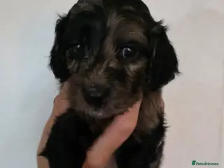 Cockapoo dogs 6 beautiful cockerpoos - Advert 1