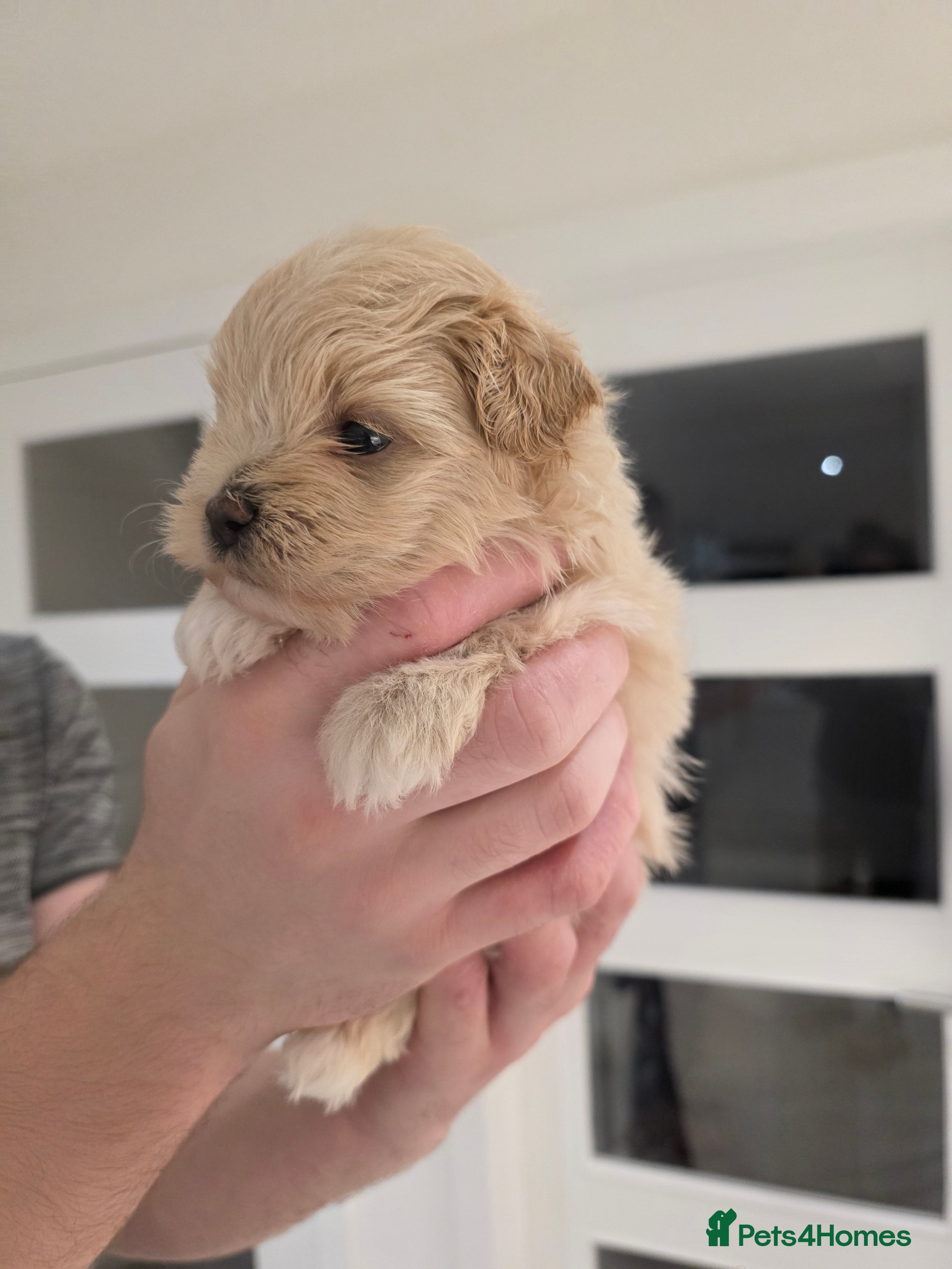 Maltipoo dogs Beautiful f1 korean maltipoo males - Advert 2
