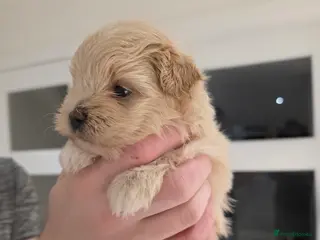 Maltipoo dogs Beautiful f1 korean maltipoo males - Advert 2