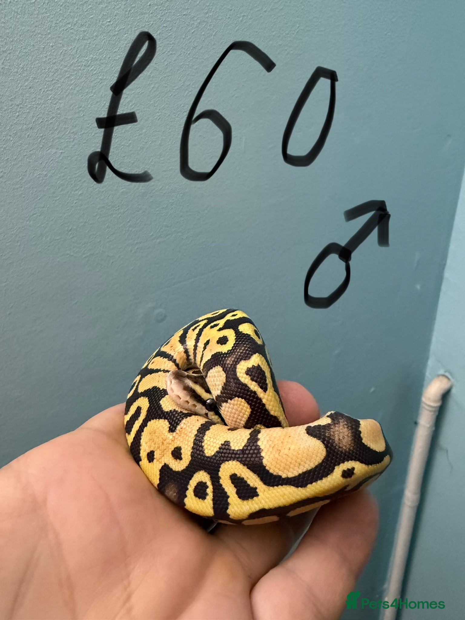 Python Snake reptiles Stunning CB26 Ball Python Hatchlings - Advert 2