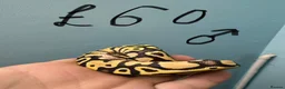 Python Snake reptiles for sale: Stunning CB26 Ball Python Hatchlings - Advert 4