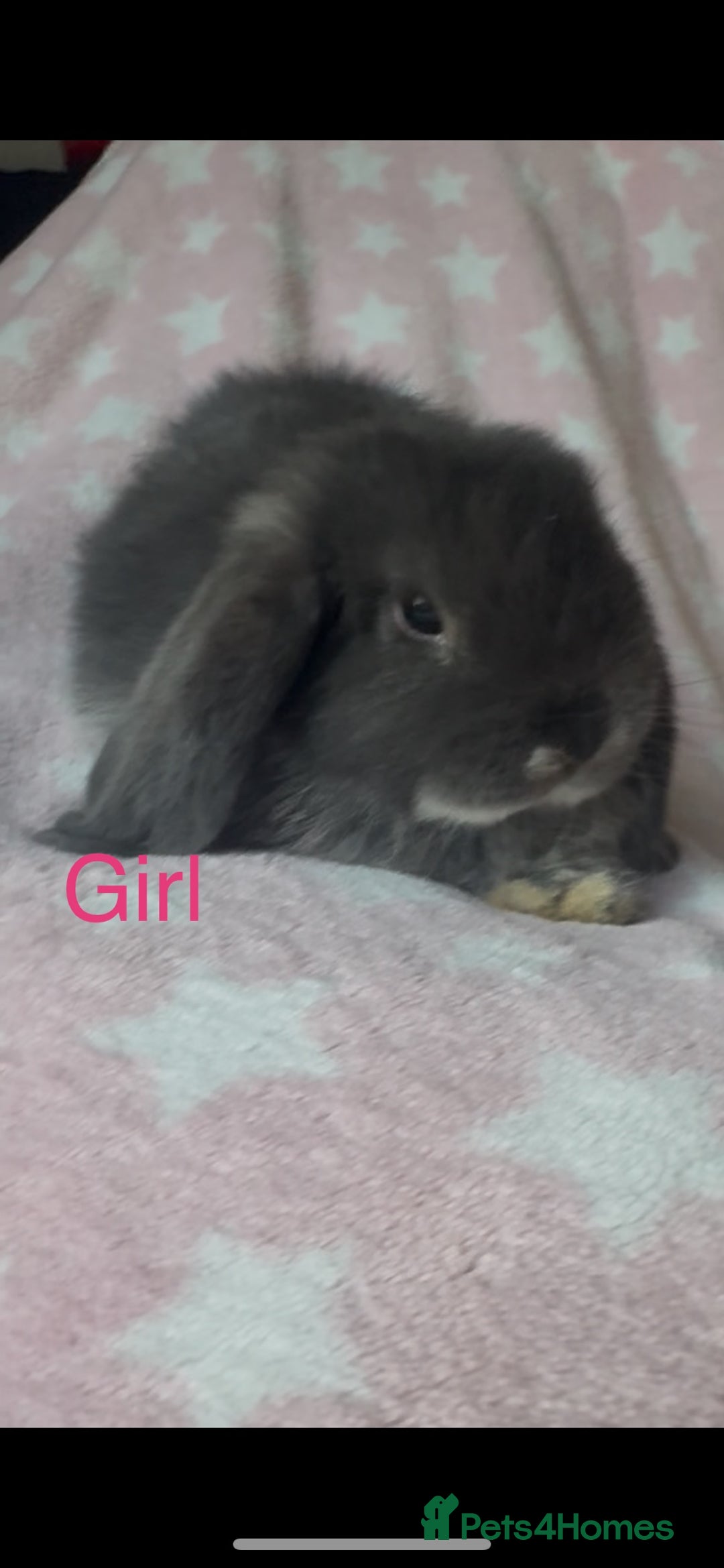 Mini Lop rabbits for sale: New litter added, Mini lop baby bunny rabbits  - Image 5
