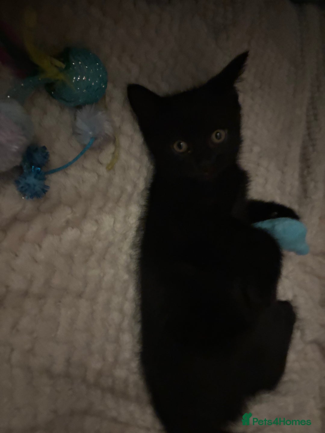 Mixed Breed cats for sale: beautiful baby boy kitten  - Image 4