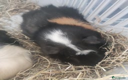 Guinea Pig rodents for sale: 2 Male Guinea Pigs - Have to go together  - Image 2