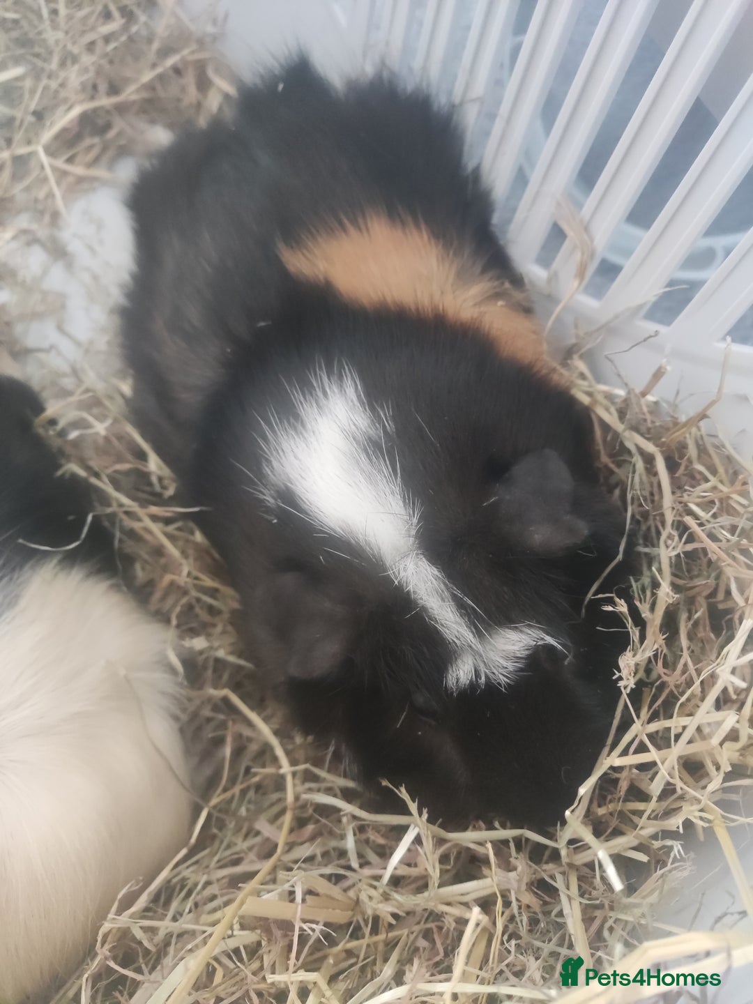 Guinea Pig rodents for sale: 2 Male Guinea Pigs - Have to go together  - Image 2