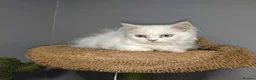 Persian cats for sale: Persian kittens for sale - blue eye beauty  - Advert 3
