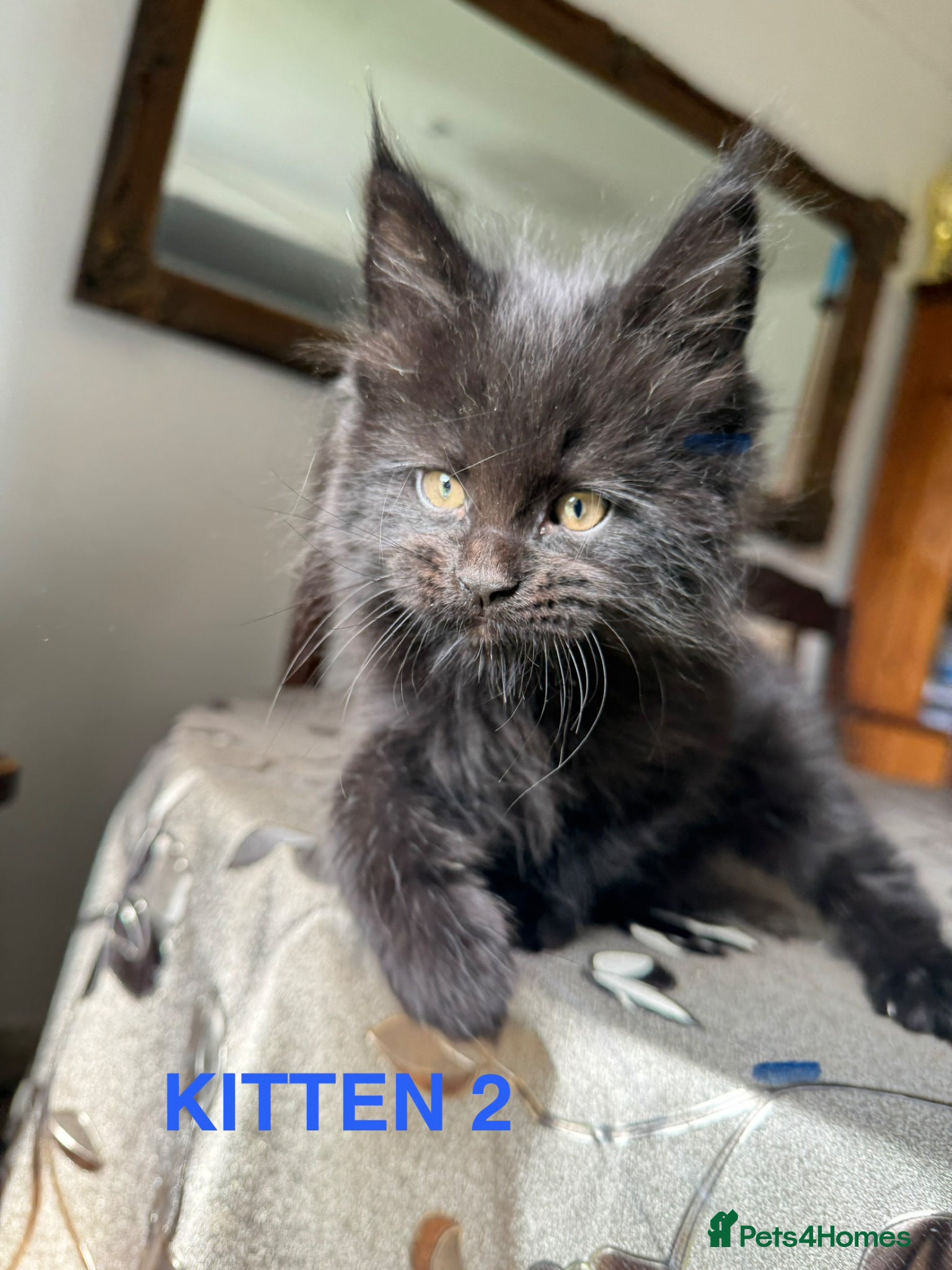 Maine Coon cats LARGE MAINE COON KITTENS - Advert 2