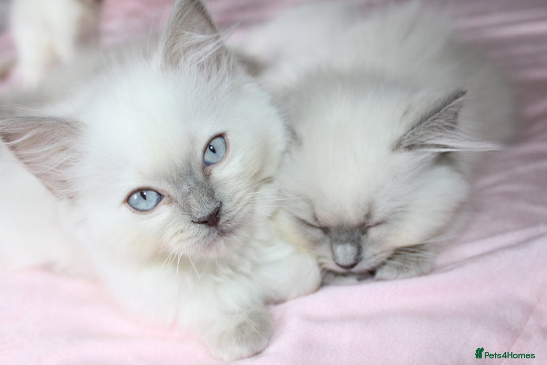 Ragdoll cats for sale: GCCF registered Ragdolls  - Advert 4
