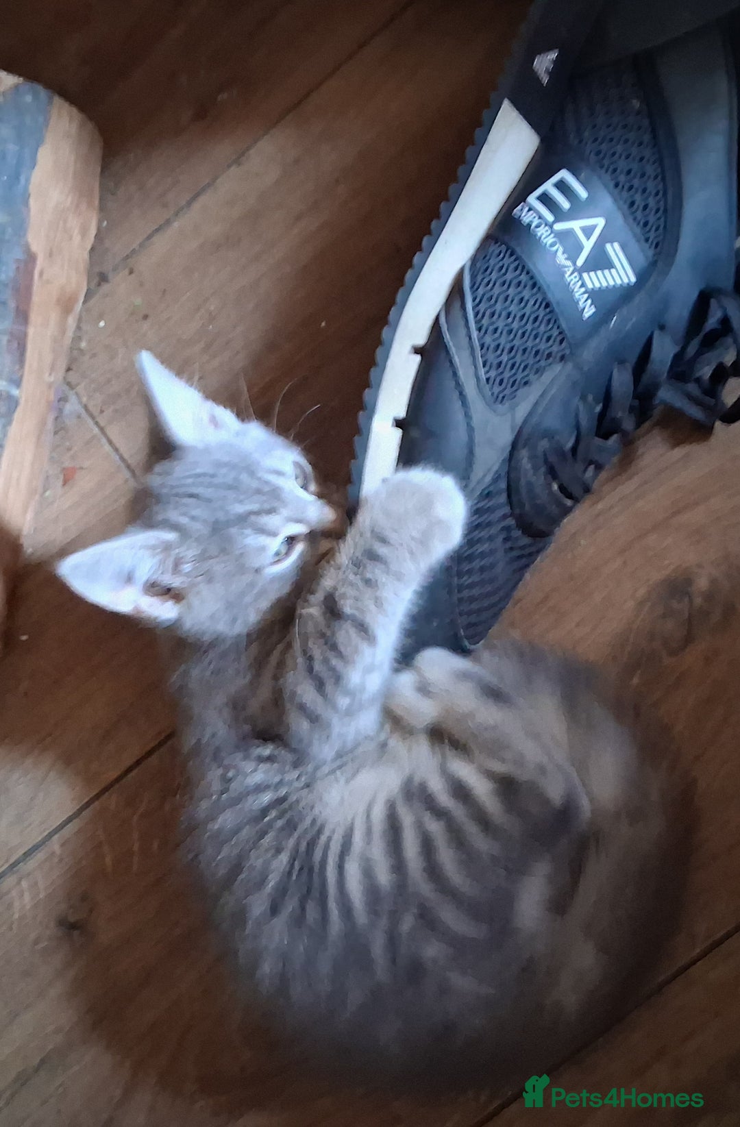 Mixed Breed cats for sale: UNIQUE SILVER/BLUE BENGAL X RUSSIAN BLUE KITTENS  - Image 7