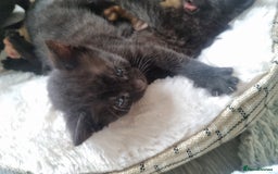 Mixed Breed cats for sale: Mixed tortoiseshell/British short-hair  - Image 4