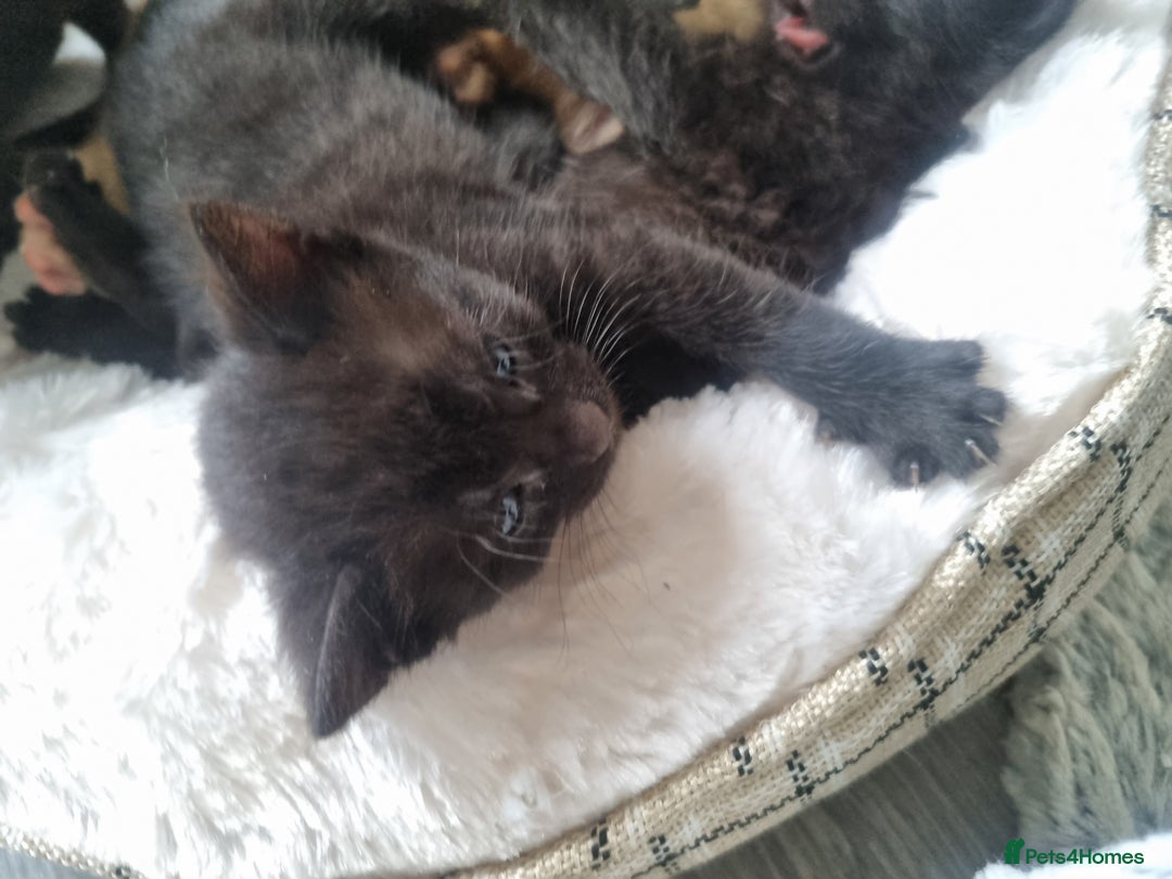 Mixed Breed cats for sale: Mixed tortoiseshell/British short-hair  - Image 4