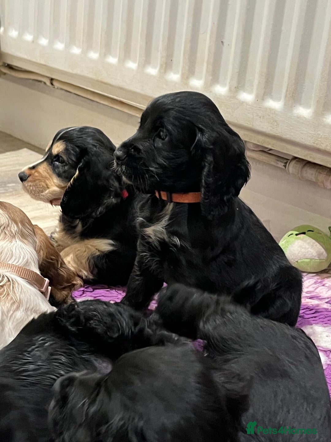 Cocker Spaniel dogs for sale: 4 stunning girl show cocker spaniels - Image 10