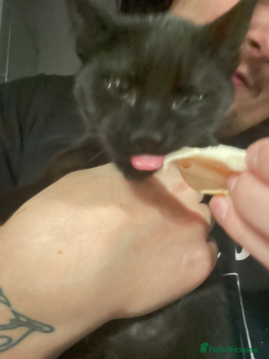 Mixed Breed cats for sale: Marceline 🖤 - Advert 6