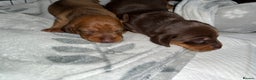 Miniature Dachshund dogs for sale: Miniature dachshund puppies  - Advert 2