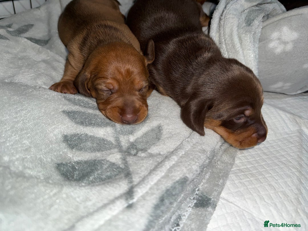 Miniature Dachshund dogs for sale: Miniature dachshund puppies  - Advert 2